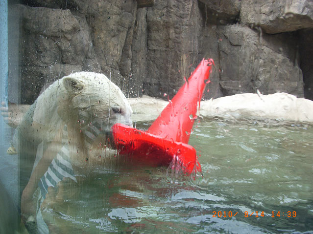 シロクマ6日本平動物園ロッシー2010｜ホッキョクグマと三角コーン
